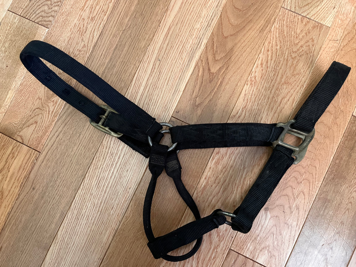 Hamilton Halter Black Horse Size