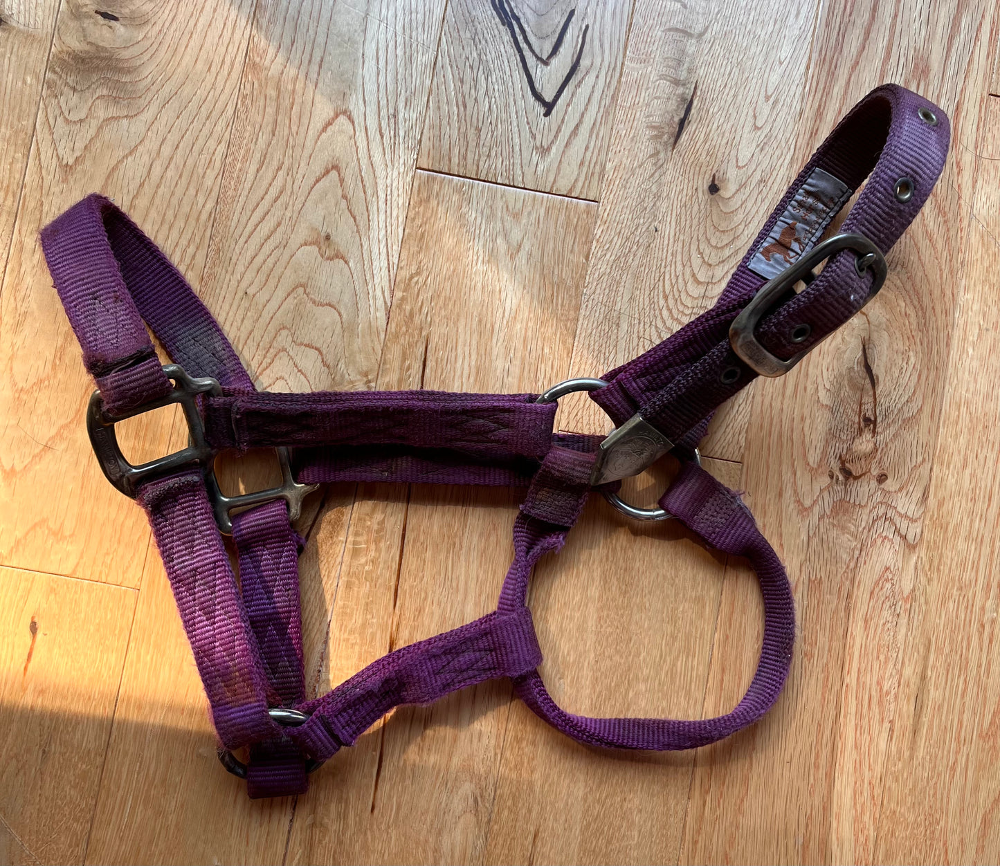 Hamilton Red Small Horse Halter