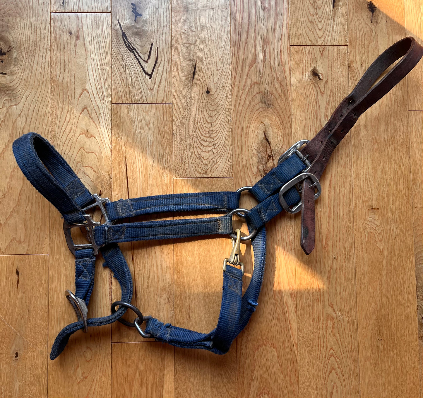 Dark Blue Leather Head Adjustable Nose Large Horse Halter