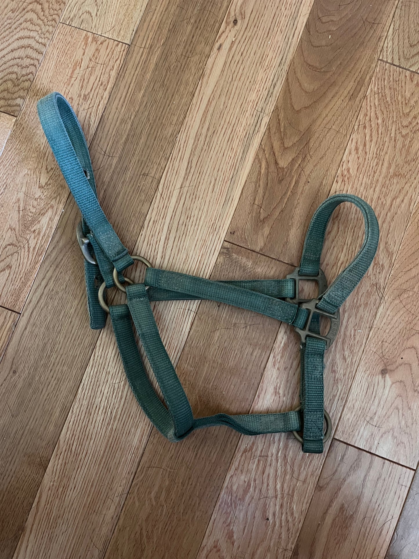 Big D Green Yearling Horse Halter