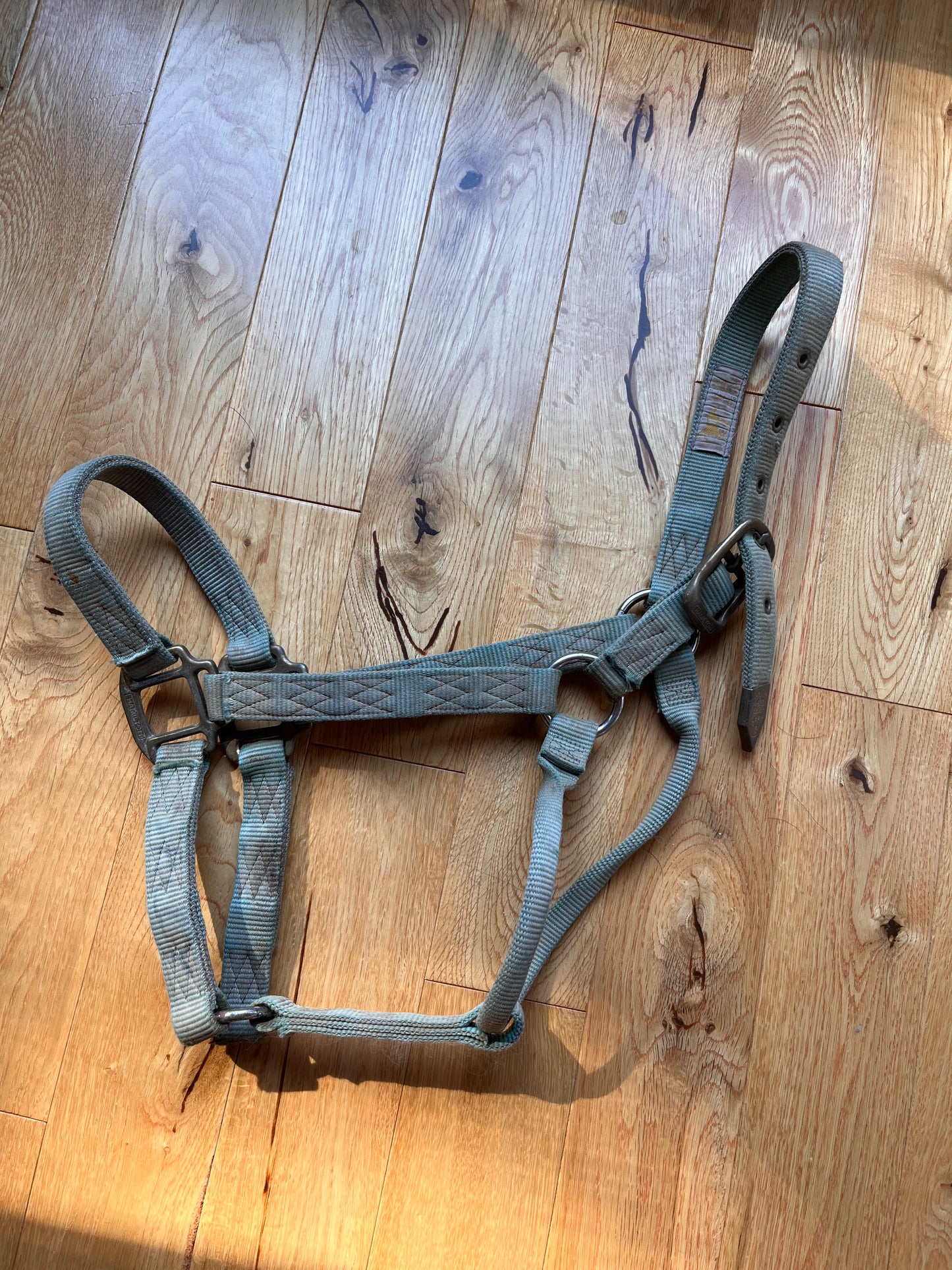 Hamilton Green Large Horse Halter