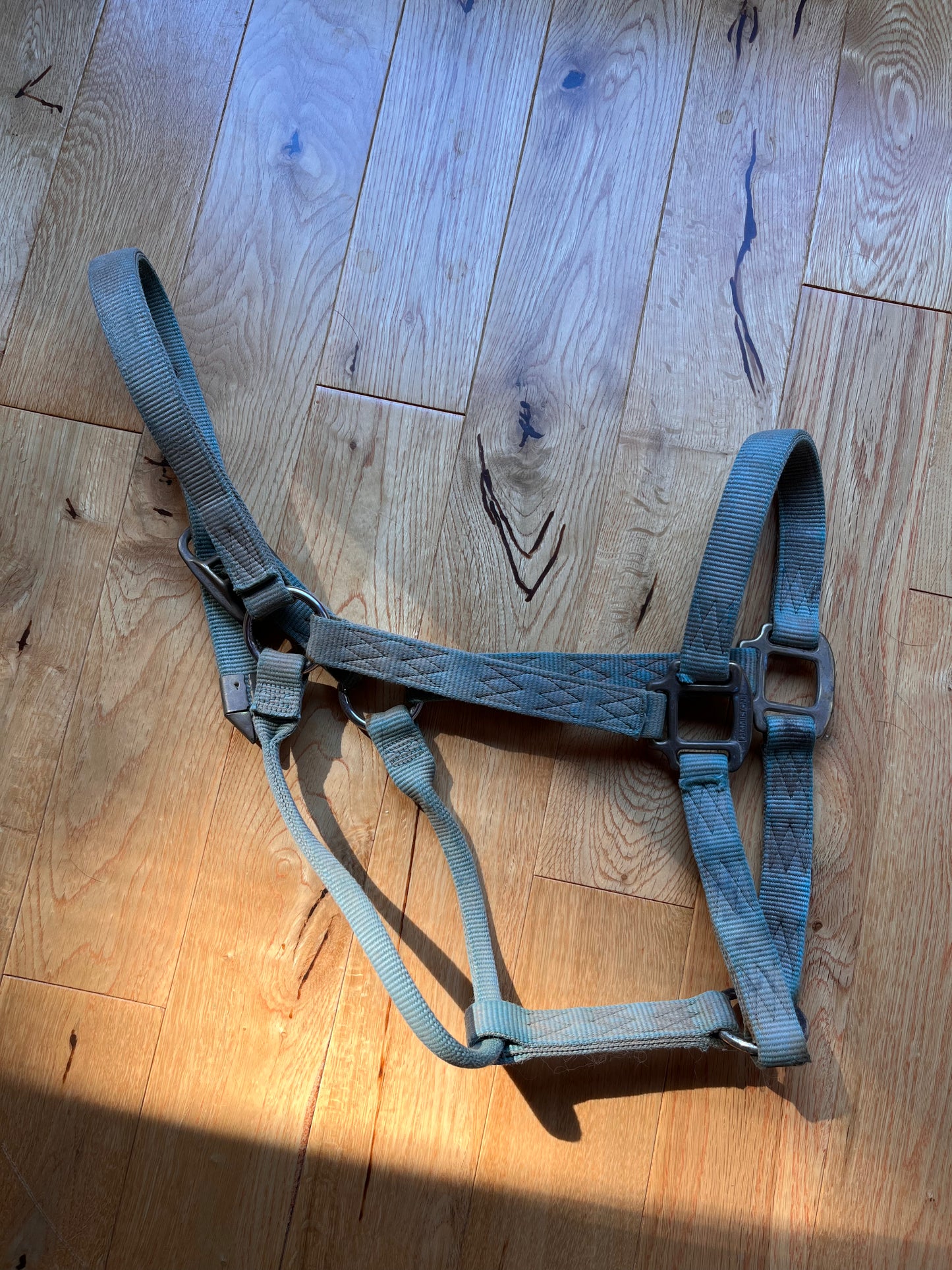 Hamilton Green Large Horse Halter