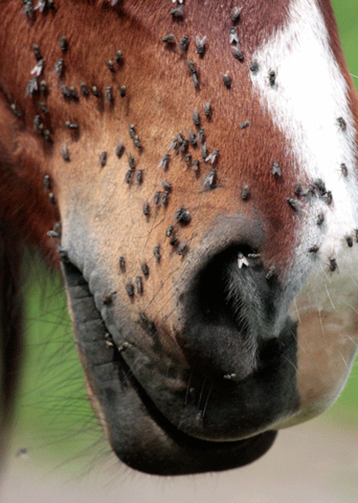 Fly Control for Horses: A Guide to Sprays, Masks, Sheets & More
