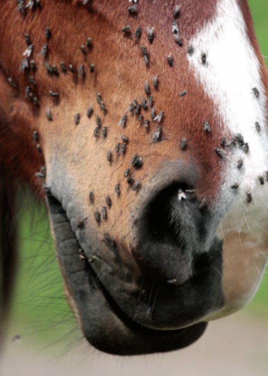 Fly Control for Horses: A Guide to Sprays, Masks, Sheets & More