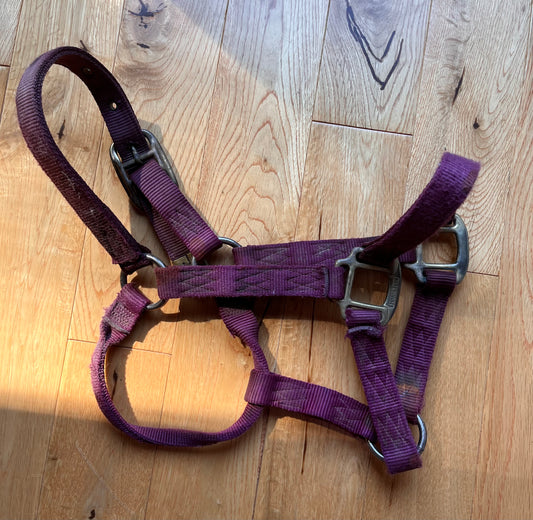 Hamilton Red Small Horse Halter