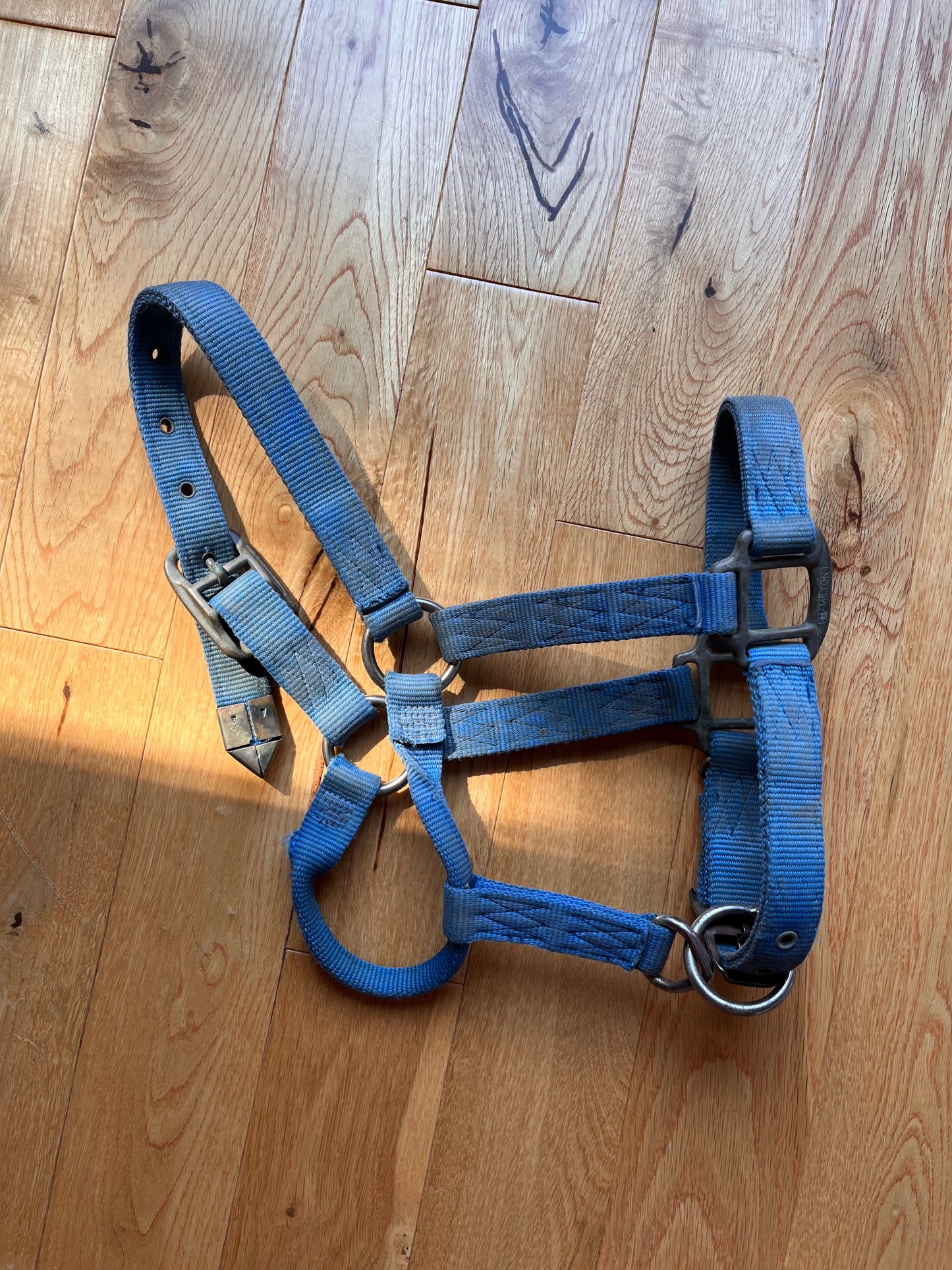 Hamilton Adjustable Nose Blue Yearling Horse Halter